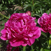 Pfingstrose Paeonia 'Karl Rosenfield' - Biologisch rosa - Winterhart