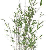 Bambus Fargesia 'Black Pearl' lila - Winterhart