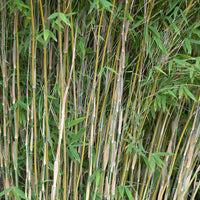 Bambus Fargesia 'Volcano' - Winterhart
