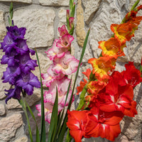 8x Gladiole Gladiolus Glamini - Mischung 'All Colors' inkl. Korb