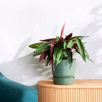 Elho Greenville-Blumentopf, rund, grün – Pflanzgefäß Outdoor