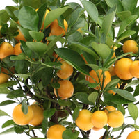 Citrus ‘Calamondin’ inkl. Ziertopf aus Keramik, Taupe
