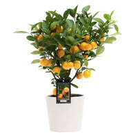Mandarinenbaum Citrus mitis 'Citrofortunella microcaurau' inkl. Ziertopf aus Keramik, Weiß