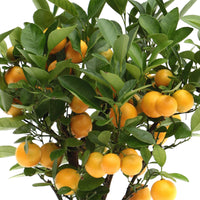 Mandarinenbaum Citrus mitis 'Citrofortunella microcaurau' inkl. Ziertopf aus Keramik, Weiß