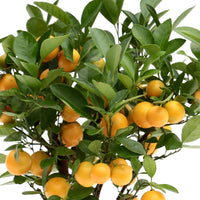 Mandarinenbaum Citrus mitis 'Citrofortunella microcaurau' inkl. Ziertopf aus Keramik, Grau