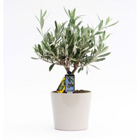 Olivenbaum Olea europaea 'Cipressino' inkl. Ziertopf aus Keramik, Grau