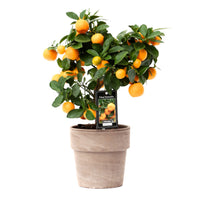 Mandarinenbaum Citrus mitis 'Calamondin' inkl. Topf aus Stein