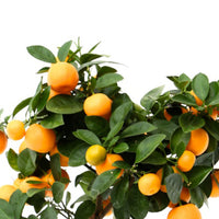 Mandarinenbaum Citrus mitis 'Calamondin' inkl. Topf aus Stein