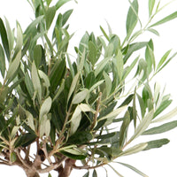 Olivenbaum Olea europaea 'Cipressino' inkl. Ziertopf aus Stein