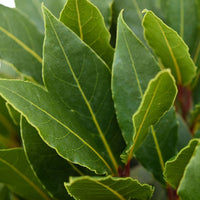 Lorbeerbaum Laurus nobilis grün inkl. Elho-Ziertopf, anthrazit - Winterhart