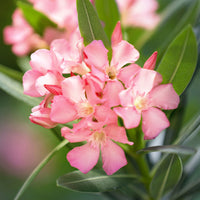 Nerium oleander rosa inkl. Elho-Ziertopf, weiß