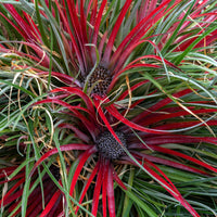 Gartenbromelie  Fascicularia 'Bicolor' Rot-Lila inkl. Dekotopf - Winterhart