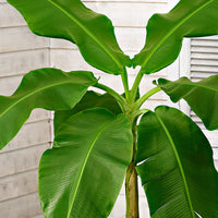 Bananenpflanze Musa basjoo inkl. Elho-Dekotopf, weiß