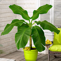 Bananenpflanze Musa basjoo inkl. Elho-Dekotopf, grün