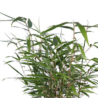 2 Bambus Fargesia rufa inkl. Capi-Ziertopf, grau - Winterhart
