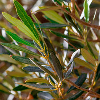Olivenbaum Olea europeana inkl. Elho-Ziertopf