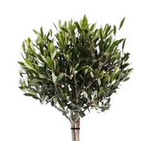 Olivenbaum Olea europeana inkl. TS-Ziertopf, grau