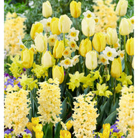 40x Blumenzwiebeln - Mischung 'Border Garden Yellow' gelb