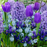 40x Blumenzwiebeln - Mischung 'Border Garden Blue' blau
