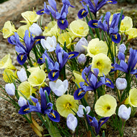40x Blumenzwiebeln - Mischung 'Early Bird' blau-lila-gelb