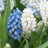 50x Blaue + weiße Trauben Muscari - Mischung 'Spring Hill Blend' blau-weiβ