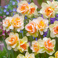 15x Großblütler Narzissen Narcissus 'Sweet Ocean' weiβ-orange