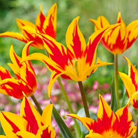 12x Tulpen Tulipa 'Fire Wings' rot-gelb