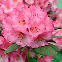 Rhododendron 'Wine & Roses' rosa - Winterhart