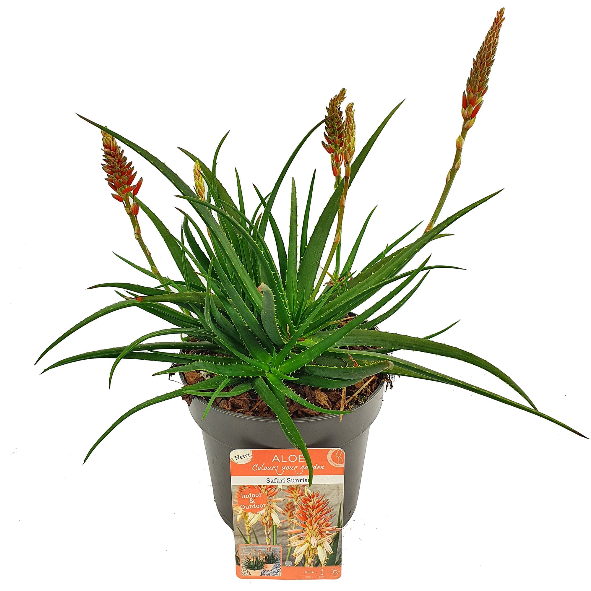 Aloe 'Safari Sunrise' Orange