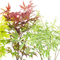 4x Japanischer Ahorn Acer palmatum - Mischung 'Colorful Leaves' Orange-Lila-Grün-Rot - Winterhart