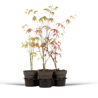 4x Japanischer Ahorn Acer palmatum - Mischung 'Colorful Leaves' Orange-Lila-Grün-Rot - Winterhart