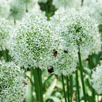 15x  Allium 'Mount Everest' Weiß