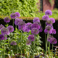 15x Allium 'Purple Sensation' Lila