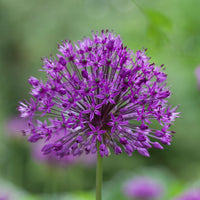 15x Allium 'Purple Sensation' Lila