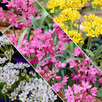 200x Zierzwiebel Allium - Mischung 'Butterfly' gelb-weiβ-rosa Gelb-Weiß-Rosa