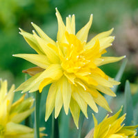 20x Narzissen  Narcissus 'Rip van Winkle' gelb - Winterhart