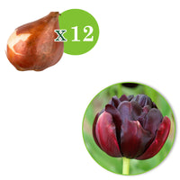 12x Tulpe Tulipa 'Black Hero' lila