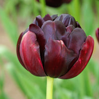 12x Tulpe Tulipa 'Black Hero' lila