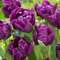 18x Tulpen Tulipa 'Negrita Double' lila