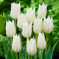 18x Tulpen Tulipa 'White Triumphator' weiβ