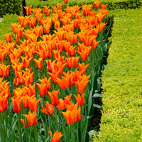 18x Tulpen Tulipa 'Ballerina' orange