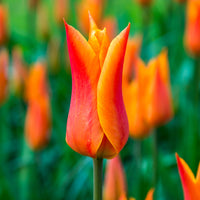 18x Tulpen Tulipa 'Ballerina' orange