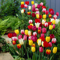 30x Tulpe Tulipa - Mischung '60 days of Tulips'