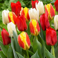 30x Tulpe Tulipa - Mischung '60 days of Tulips'