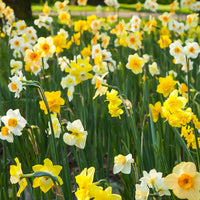 100x Narzisse Narcissus - Mischung 'All Spring'