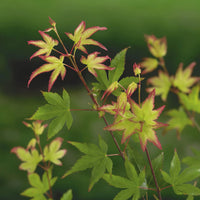 Japanischer Ahorn Acer 'Little Princess' grün-rosa - Winterhart
