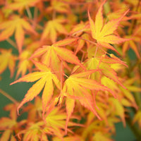 Japanischer Ahorn Acer 'Katsura' Orange-Grün-Rot - Winterhart