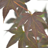 Japanischer Ahorn Acer 'Bloodgood' rot-orange - Winterhart