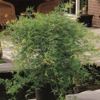 Japanischer Ahorn Acer 'Emerald Lace' grün-rot - Winterhart