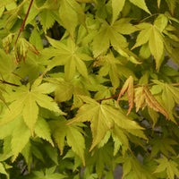 Japanischer Ahorn Acer 'Summer Gold' orange-gelb - Winterhart